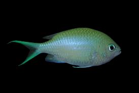Green Chromis