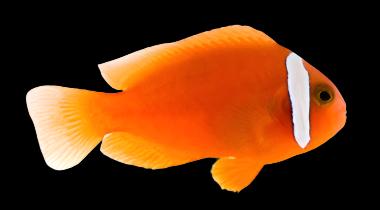 Tomato Clownfish