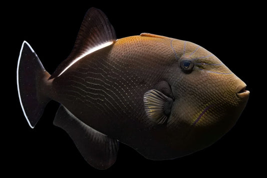 Black Triggerfish