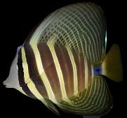 Sailfin Tang