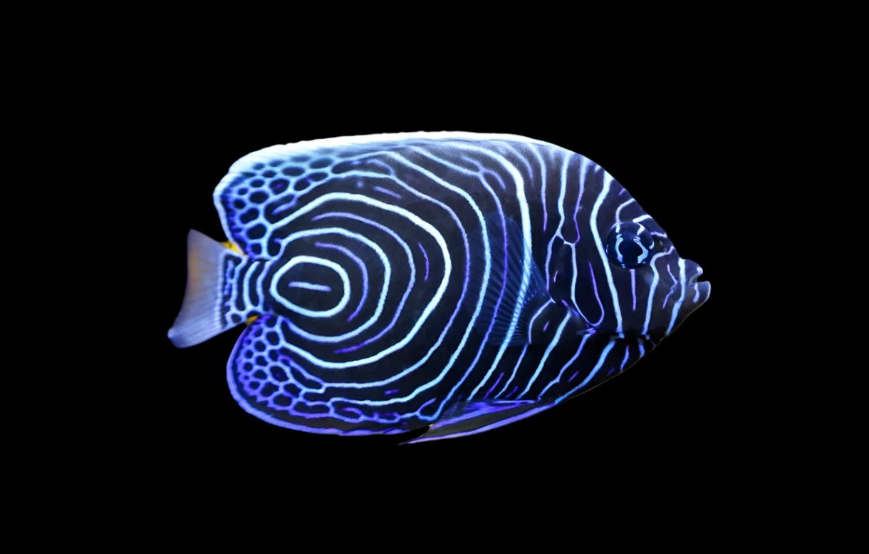 Emperor Angelfish (Juvenile)