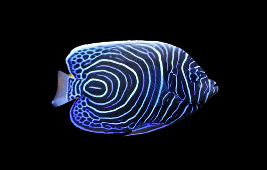 Emperor Angelfish (Juvenile)