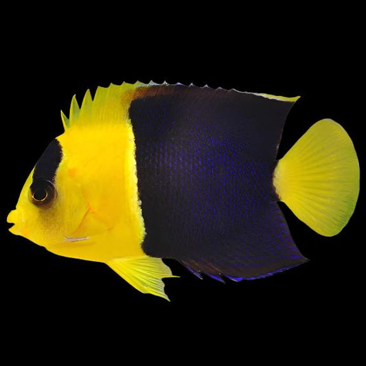 Bicolor Angelfish