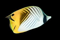 Auriga (Threadfin) Butterflyfish