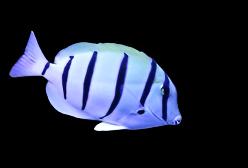 Convict Tang