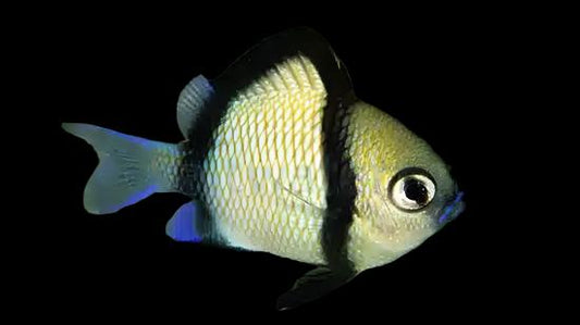Two Striped Damselfish