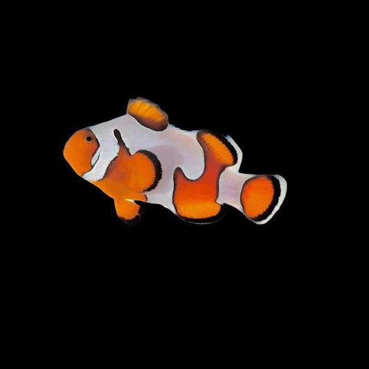Extreme Gladiator Clownfish