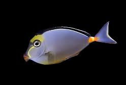 Naso Tang (Fiji)