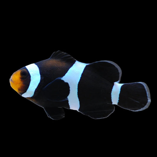 Black Ocellaris Darwin Clownfish