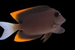 Flame Fin (tomini) Tang