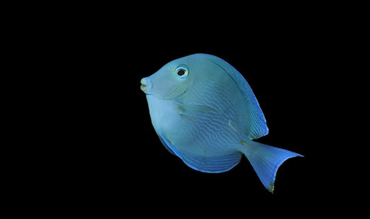 Atlantic Blue Tang