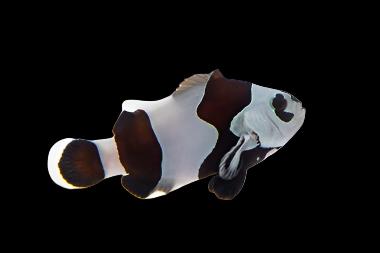 Black Semi Storm Clownfish