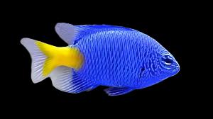 Yellowtail Blue Damselfish