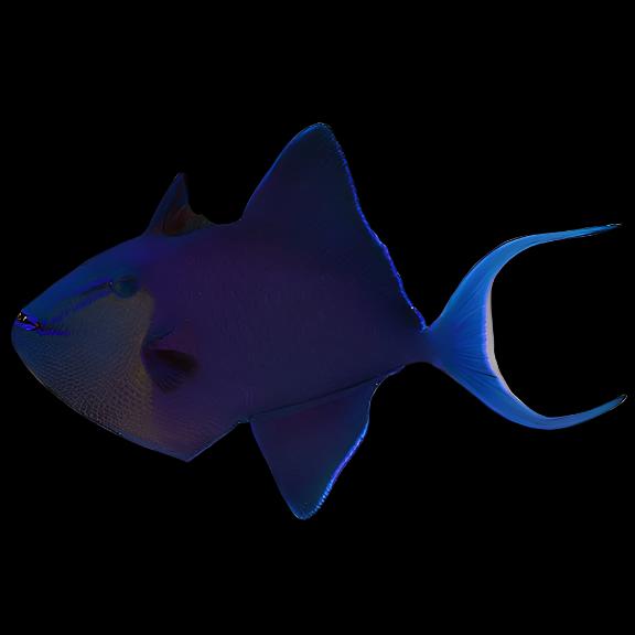 Niger Triggerfish