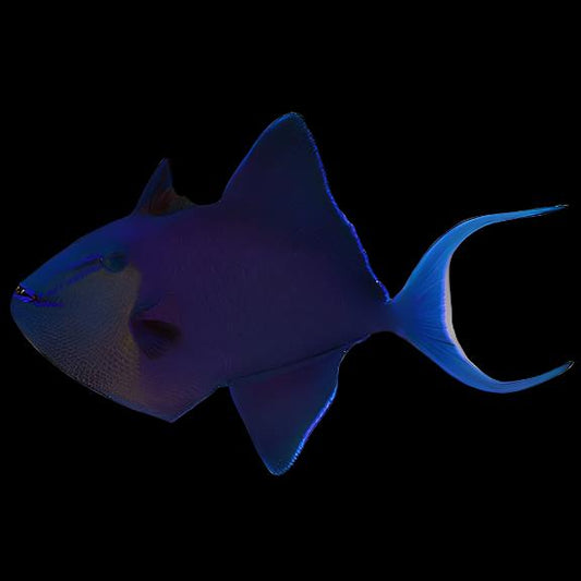 Niger Triggerfish