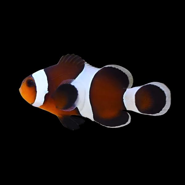 Mocha Ocellaris Clownfish