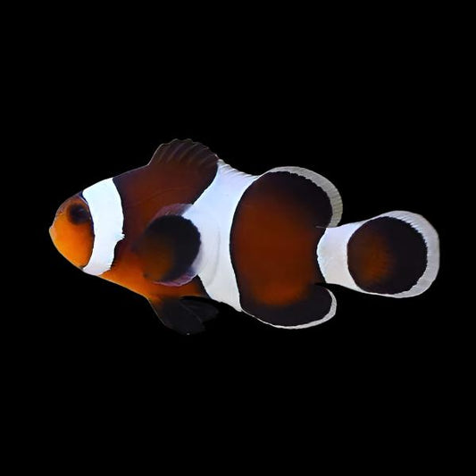 Mocha Ocellaris Clownfish