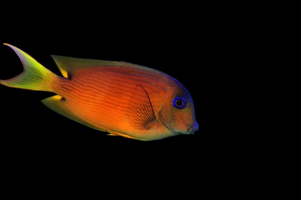 Blue Eye Tang