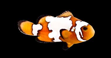 Snowflake Clownfish