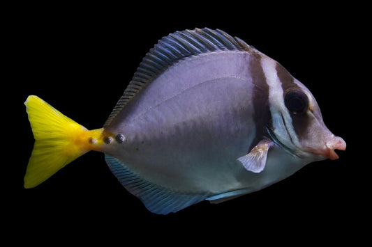 Galapagos Sawtail Tang