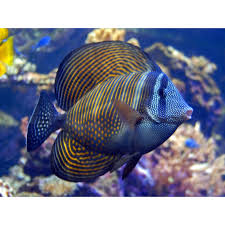 Sailfin, Desjardinii Red Sea Variant