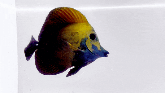 BlueFace Koi Tang