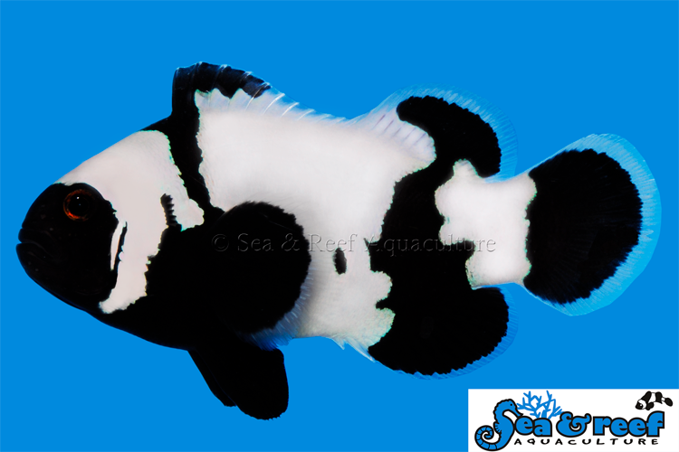 PHANTOM CLOWNFISH XL