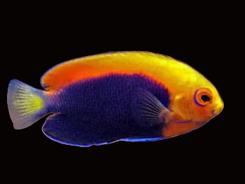 Flameback Angelfish