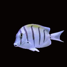CONVICT TANG