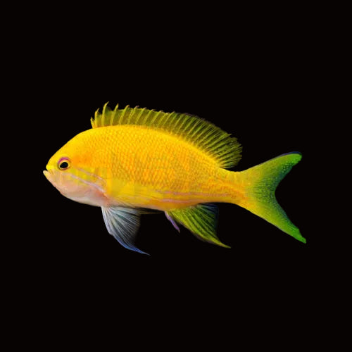 YELLOW SQUARE ANTHIAS FEMALE