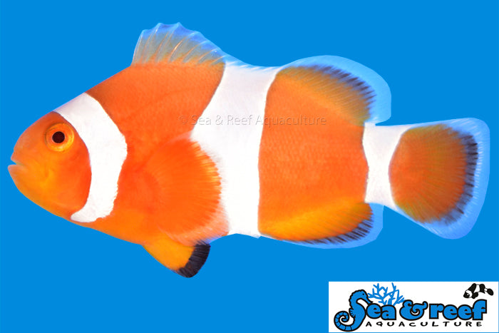 TANGERINE ALBINO CLOWNFISH
