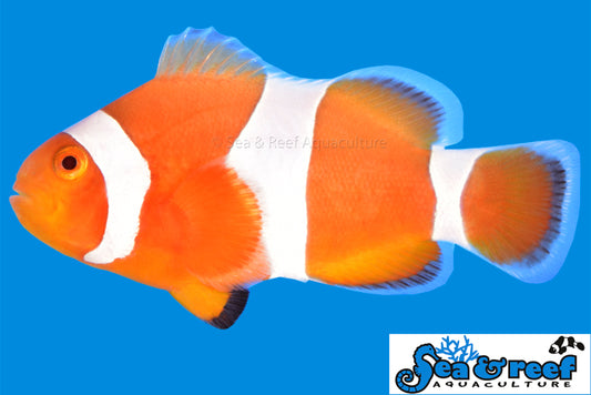 TANGERINE ALBINO CLOWNFISH