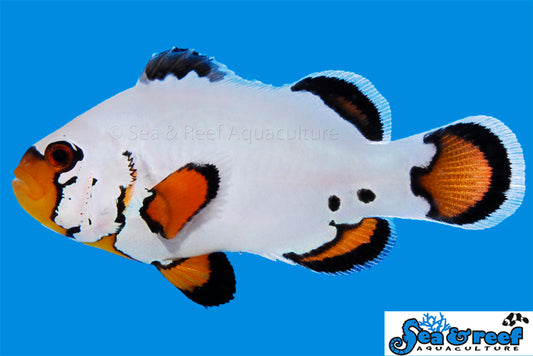 Flurry clownfish