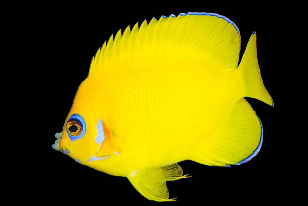 LEMONPEEL ANGEL M