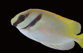 Scribbled Rabbit Fish