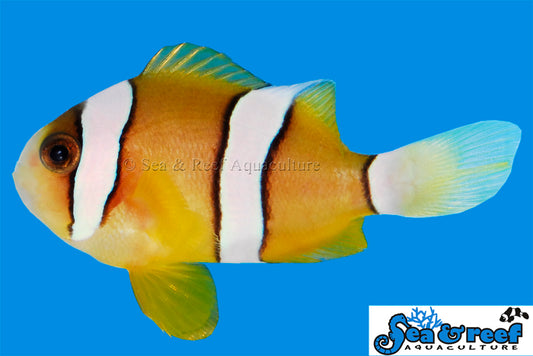 CLARKII CLOWNFISH