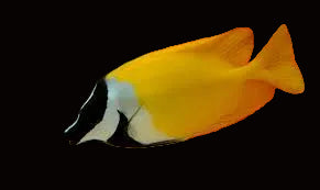 Yellow Foxface Rabbit Fish