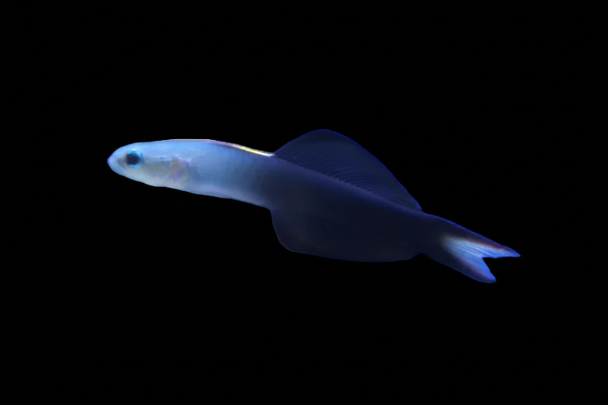 Scissor-tail Goby with black background