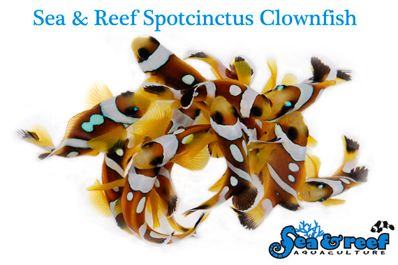 Spotcintus ClownFish