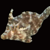 AIPTASIA EATING FILEFISH