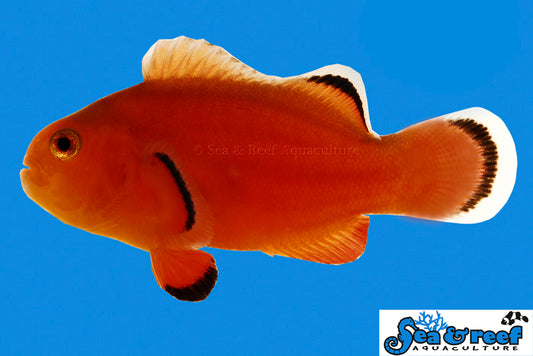 NAKED CLOWNFISH