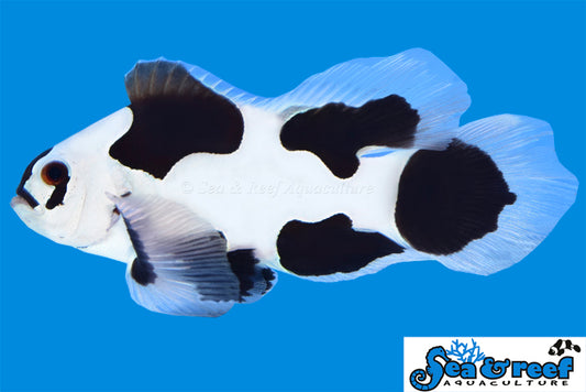 Longfin Black Storm