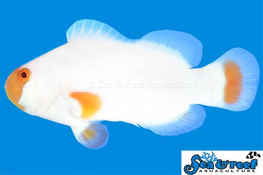 TANGERINE MAINE BLIZZARD CLOWNFISH