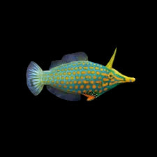 ORANGE SPOTTED FILEFISH