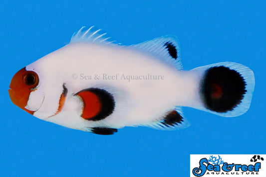WYOMING WHITE OSCELLARIS CLOWNFISH