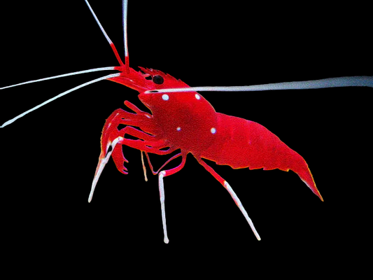 RED FIRE SHRIMP