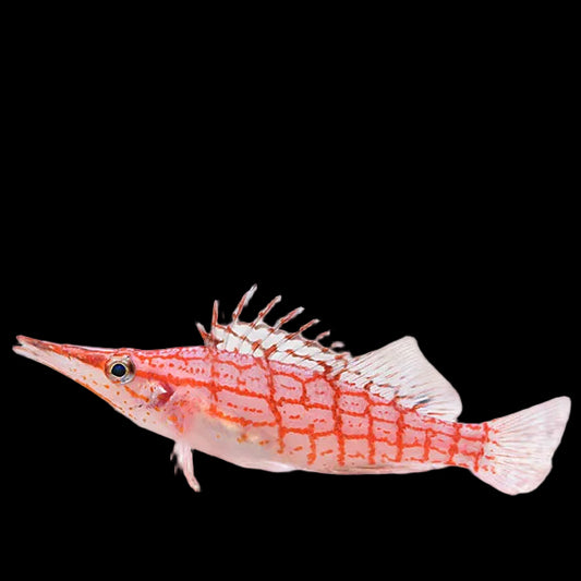 LONG NOSE HAWKFISH