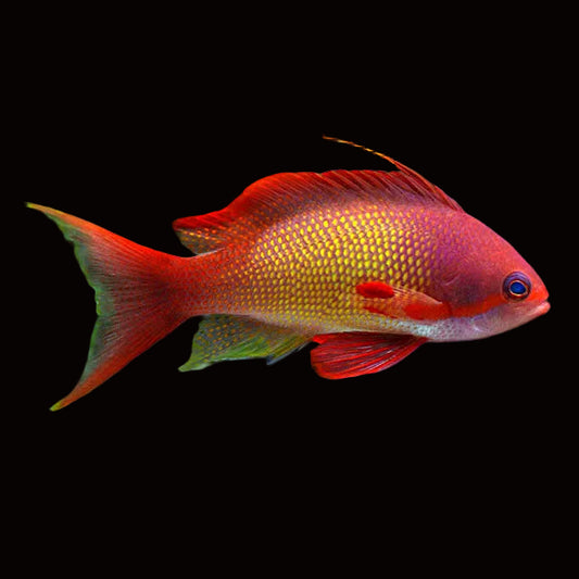 MALE LYRETAIL ANTHIAS