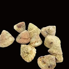 Astrea Snails