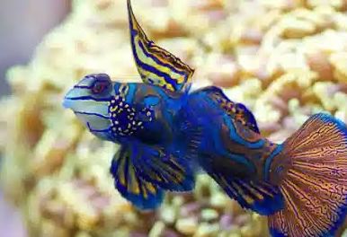Green Mandarin Goby